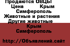 Продаются ОВЦЫ !!! › Цена ­ 120 - Крым, Симферополь Животные и растения » Другие животные   . Крым,Симферополь